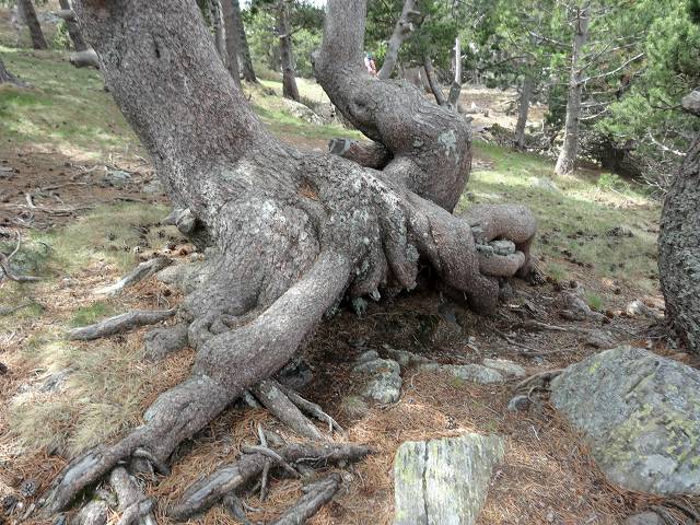 Camporells