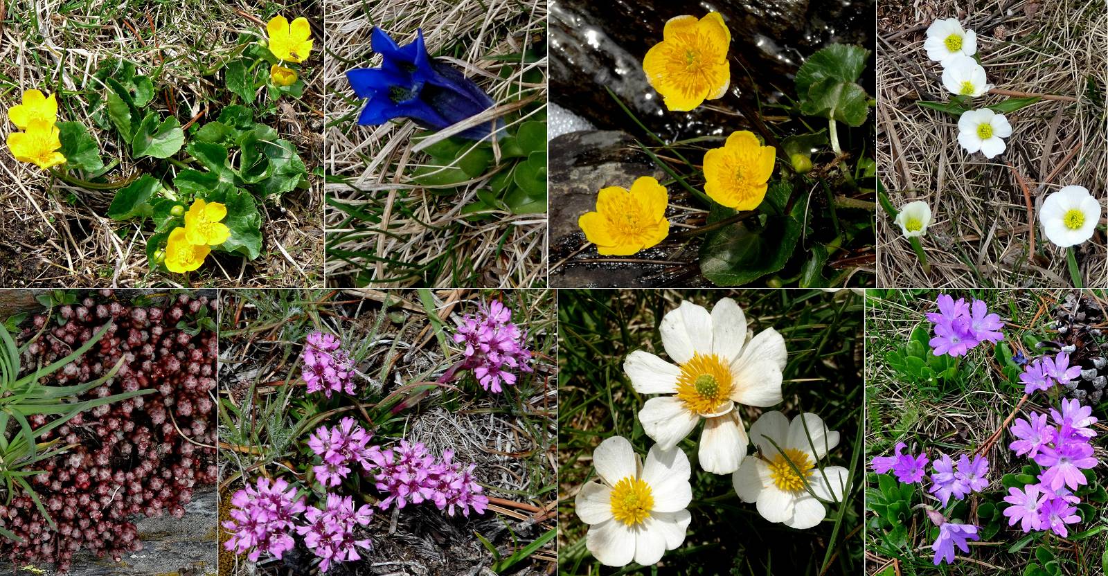 fleurs