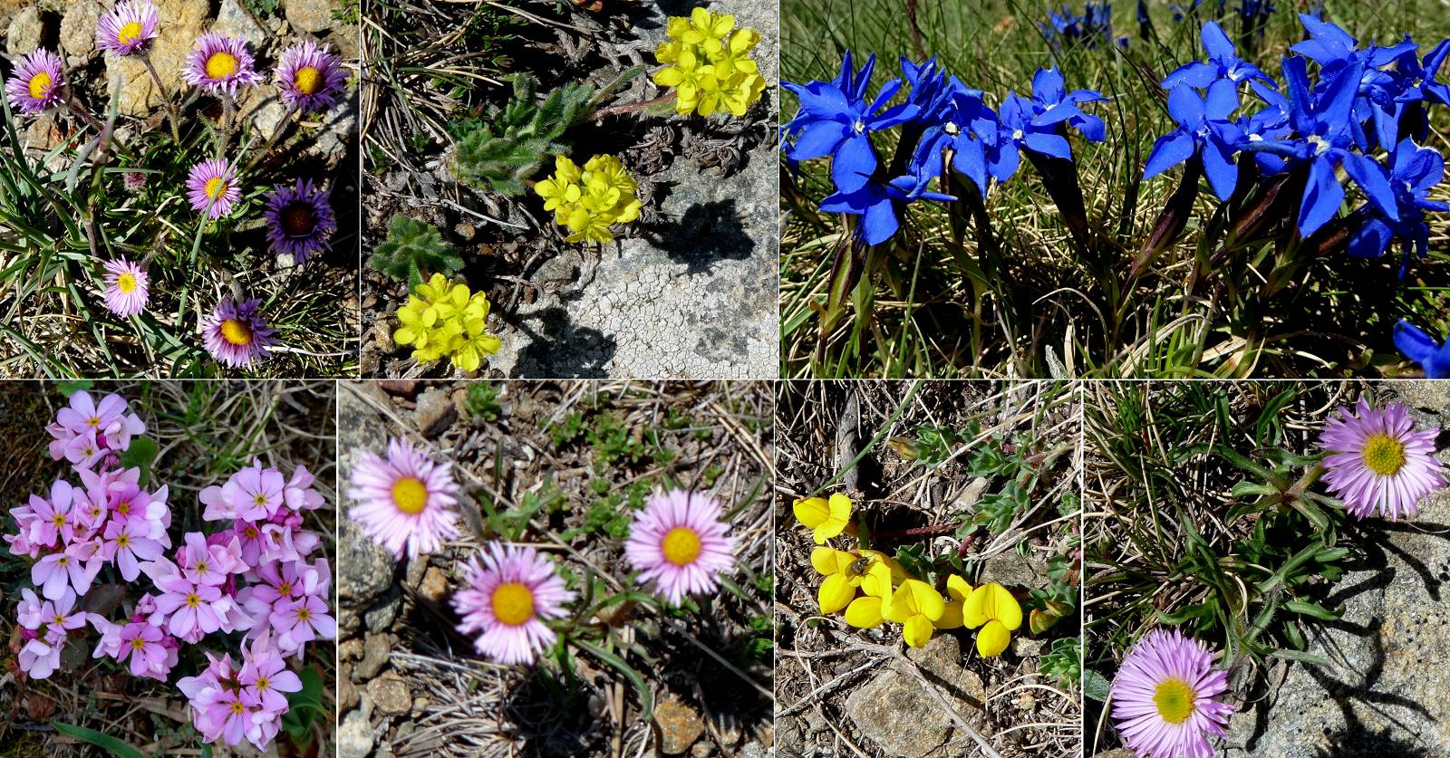 Fleurs