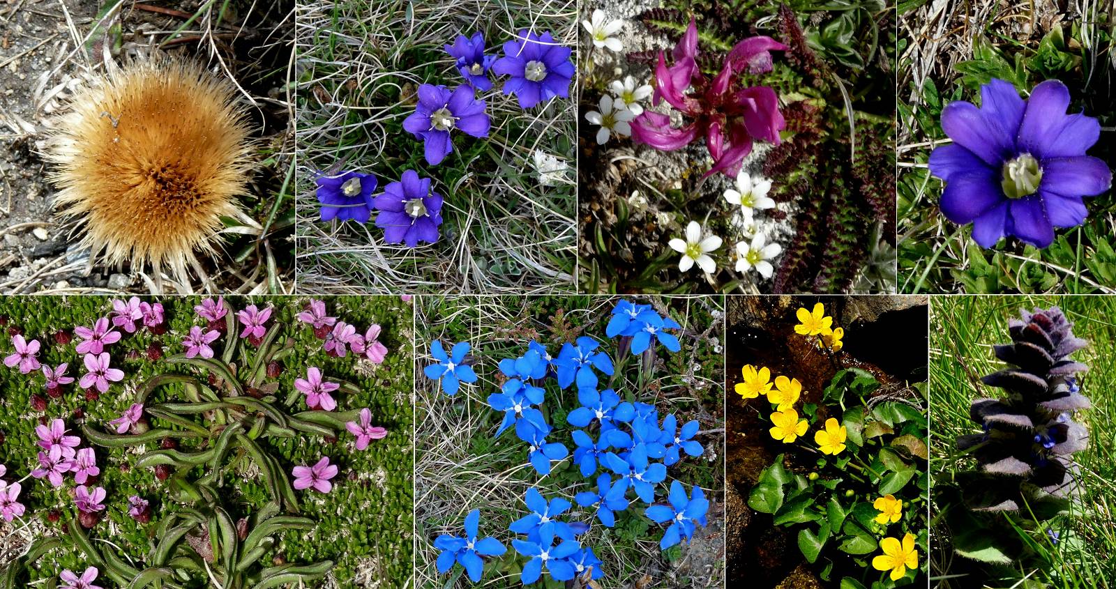 Fleurs