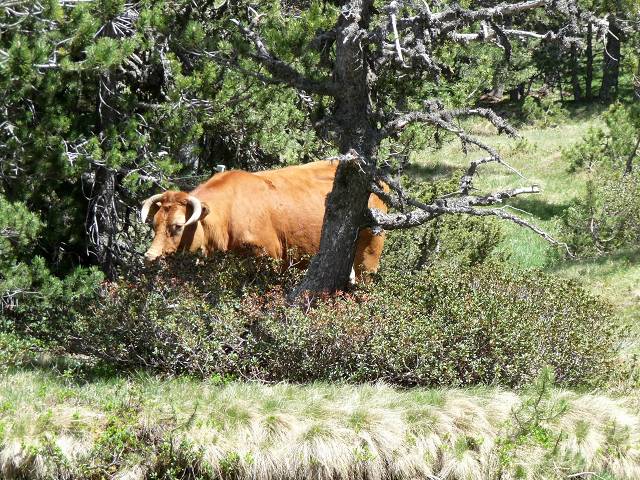 Vaches