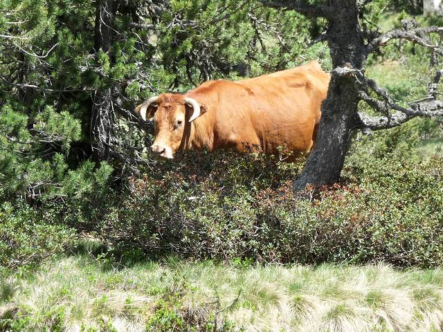 Vaches