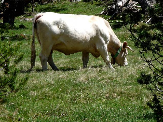 Vaches