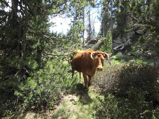 Vaches