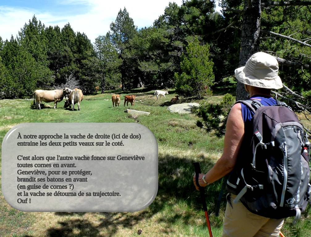 Vaches