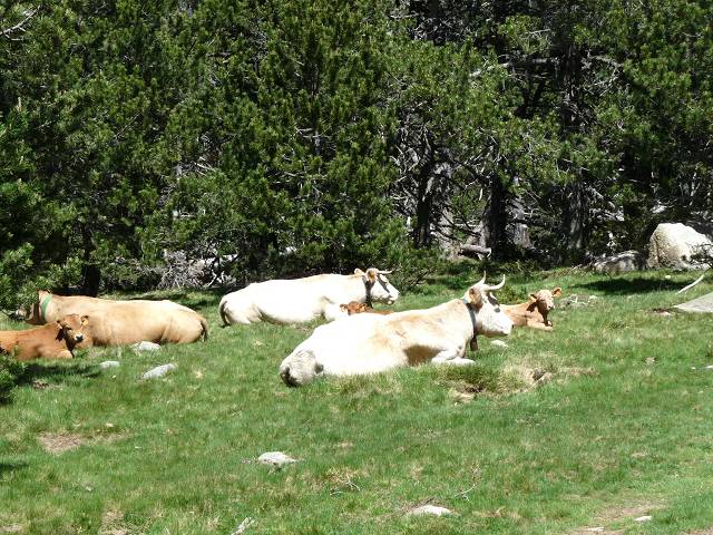 Vaches