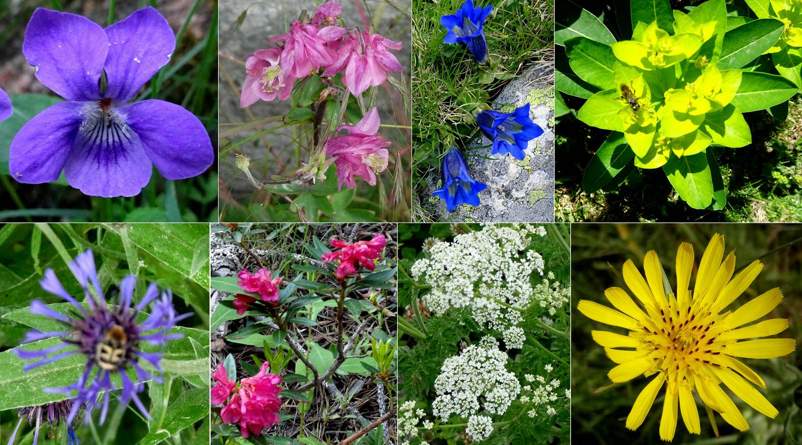 fleurs