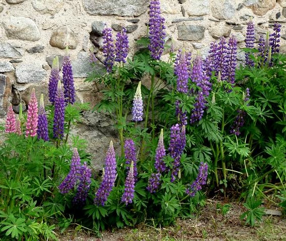 Lupins