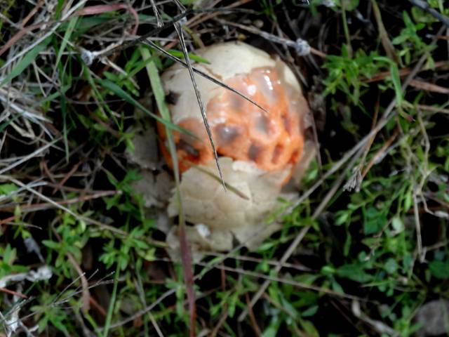Coeur de Sorcire