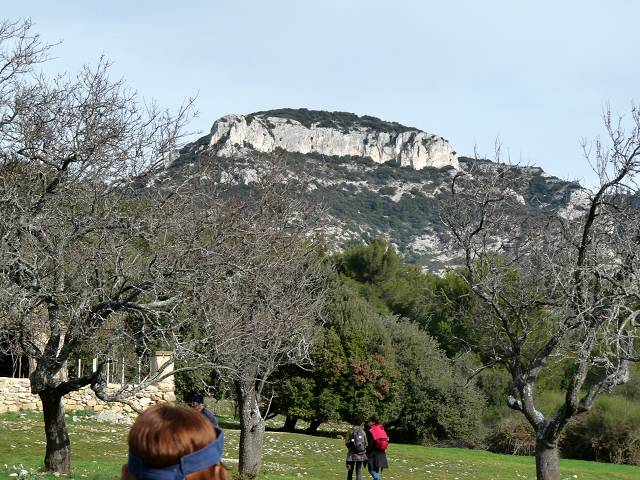 Mayorques