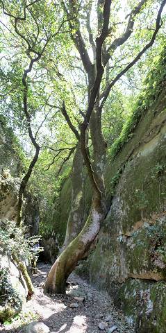 Vallon du Canebier