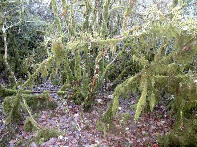 Combe de Chaulon