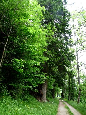 Chteau de Roquedols (Meyrueis)