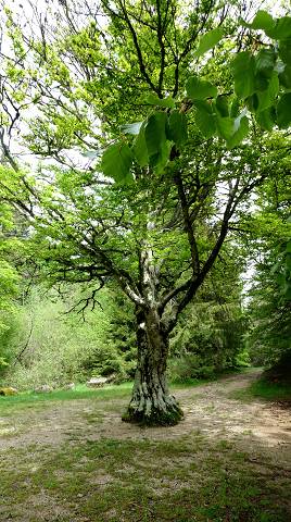 Cascades d'Orgon